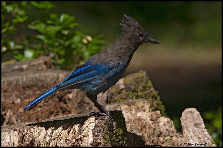 _0SB6386 stellers jay.jpg